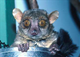 ARI Image